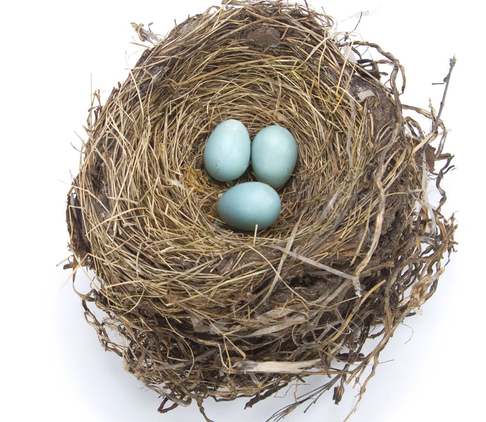 The Danger of the&nbsp;Nest